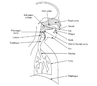 A schematic diagram of the human speech production mechanism