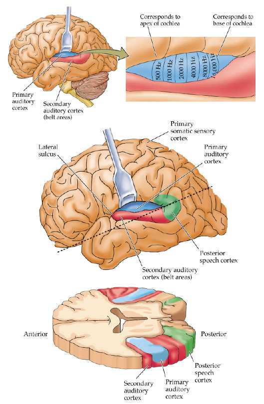 Auditory Cortex