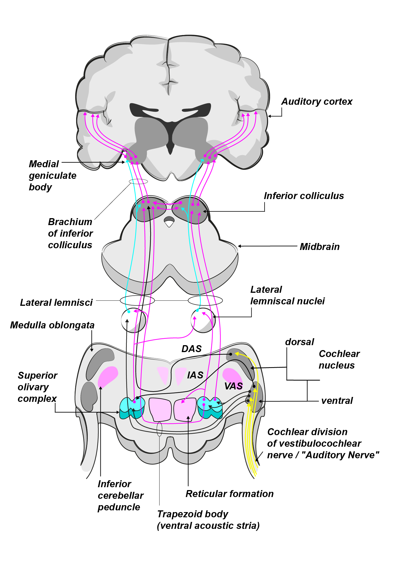 auditory pathway steps