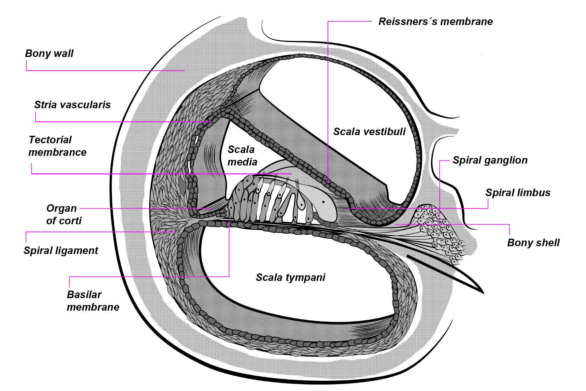Cochlea Cross-section