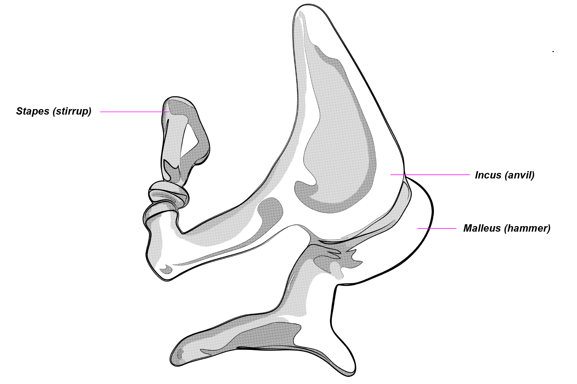 Middle Ear Ossicles