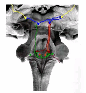 Brainstem Anatomy