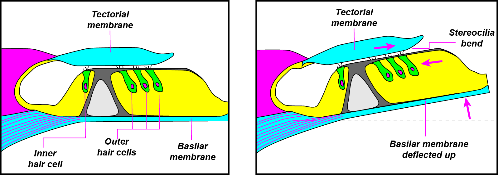 States of the Organ of Corti