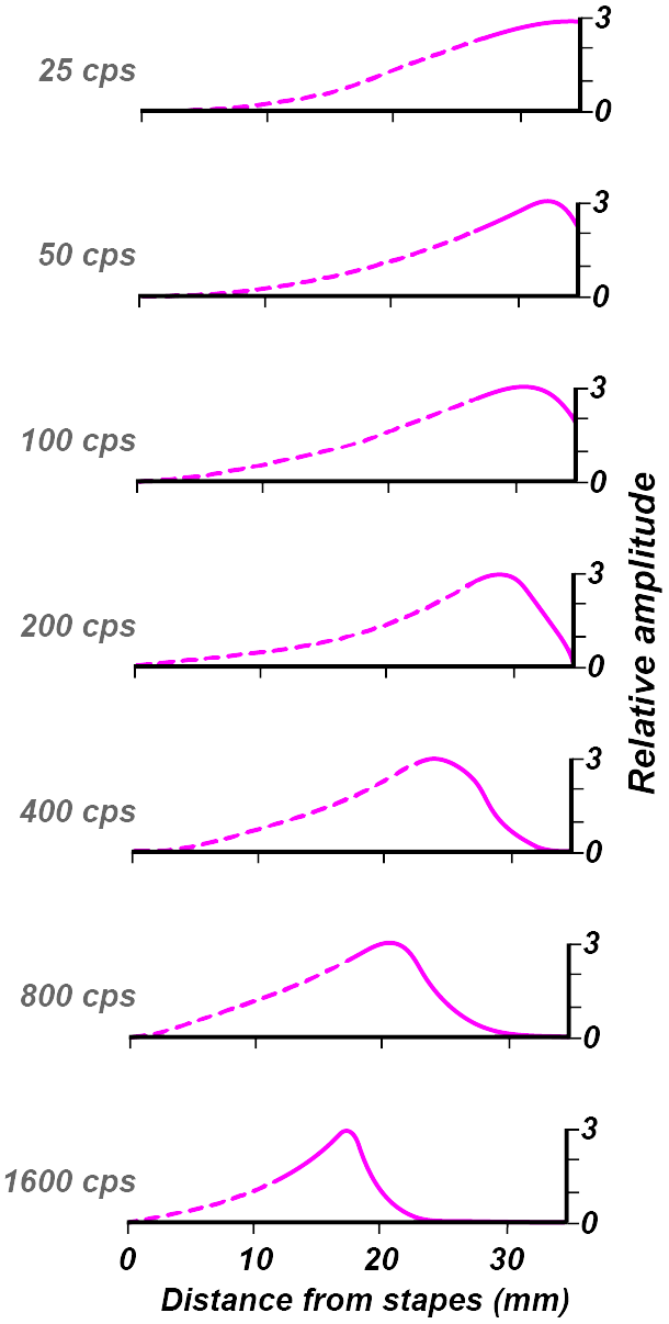 von Békésy's measurement of basilar membrane 
displacement as a function of frequency and position along the length of 
the membrane.